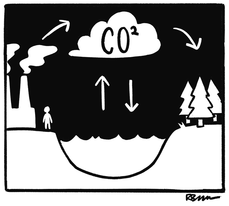 What is the carbon cycle?