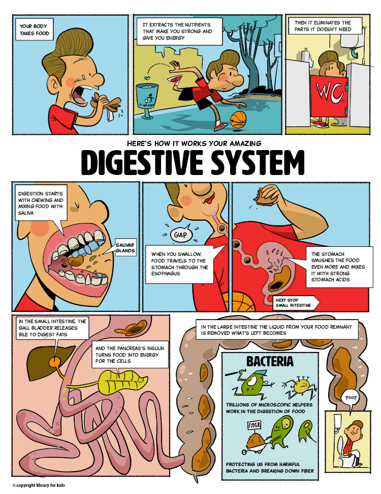 Your Amazing Digestive System Comic