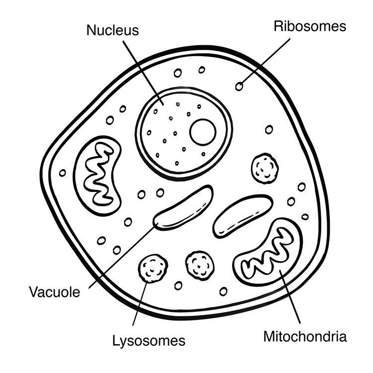 Simple Eukaryotic Cell Diagram