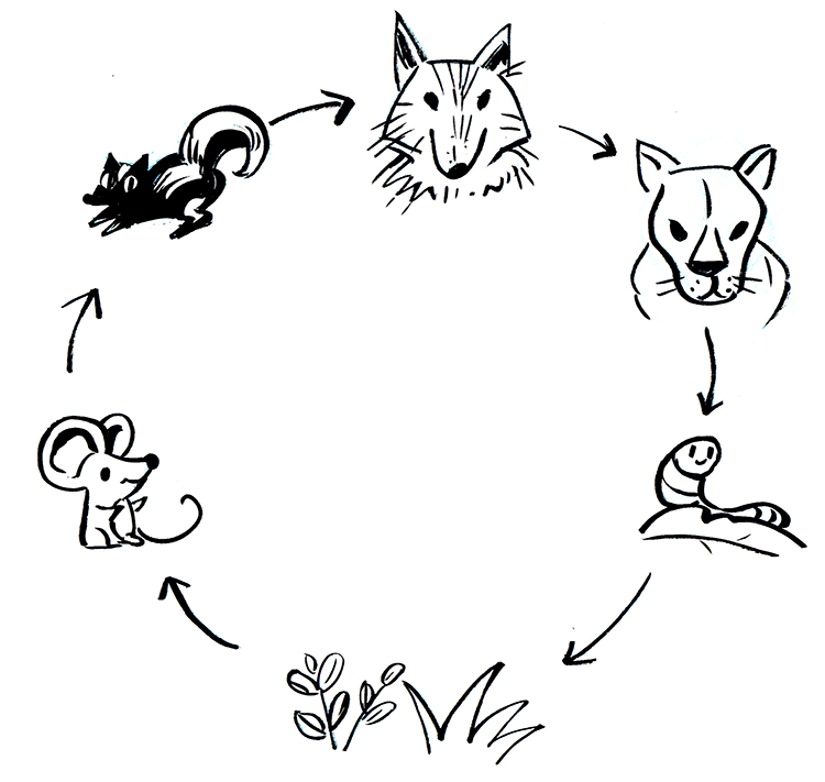 animal ecosystem cycle