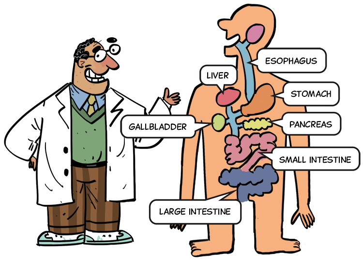 Cartoon Digestive System