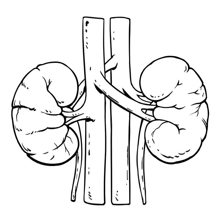 Kidneys