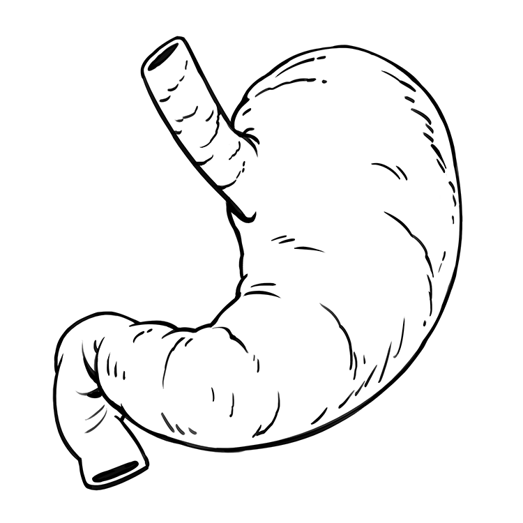 Stomach