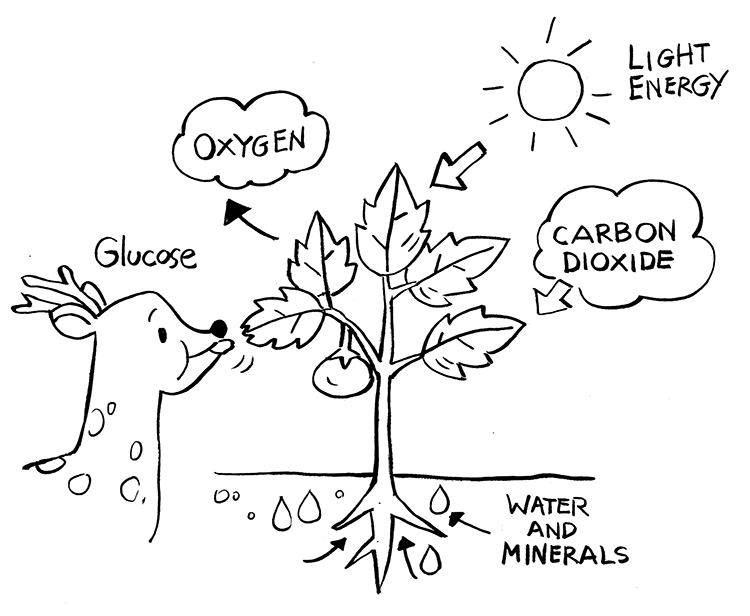 The Ingredients for Photosynthesis