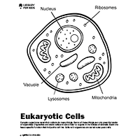 What's In A Cell? - Library For Kids